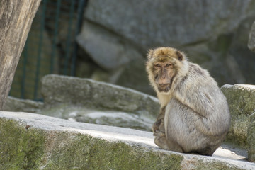 Monkey relaxes and poses on rocks