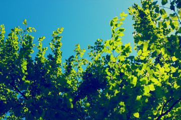 Green tree leaves over blue sky. Summer nature background.