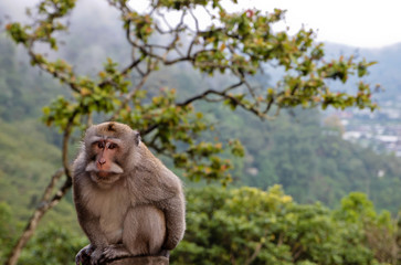 Landscape with a monkey on the background of mountainous terrain