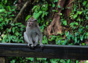 Monkey sitting on the railing on forest background
