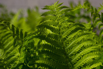 Background with green fern leaves