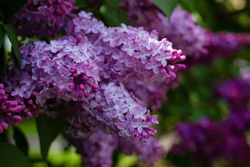 Large branches of lilac blossoms in the Park