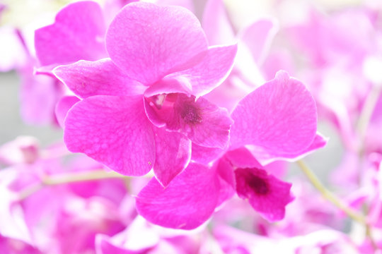 pink orchids flower in garden.