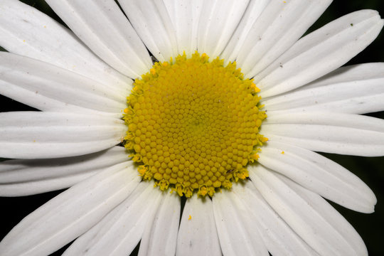 A white chamomile flower with long petals and a yellow core, on a dark background. Macro