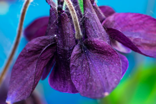 Brightly lilac flower on the colorful background. Macro