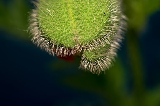 Spiny flower like a cucumber. Macro