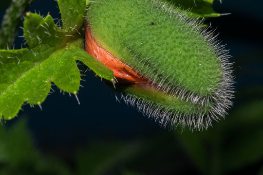 A spiny flower like a cucumber dissolves. Macro