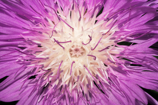 A flower of a thistle with brightly violet long petals on a dark background. Macro