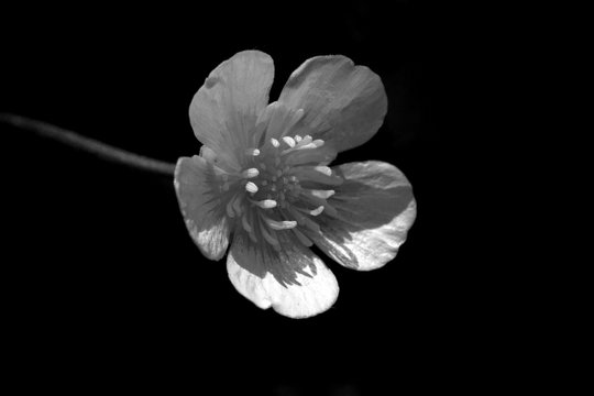 Flower with five brightly white petals on a dark background. Macro