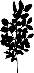 black blueberry branch silhouette on white