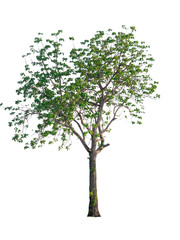 Tree isolated on white background. clipping path.