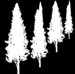 four cypresses isolated on black