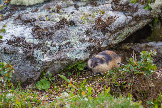 Norwegian lemming sits near his burrow under a large stone which is covered lichen in Rondane National park