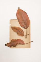 Herbarium  - Sangregado Blatt