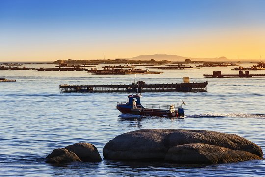 Fishing Boat Sailing Between Mussel Farming Rafts