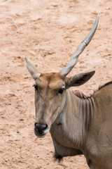 Eland