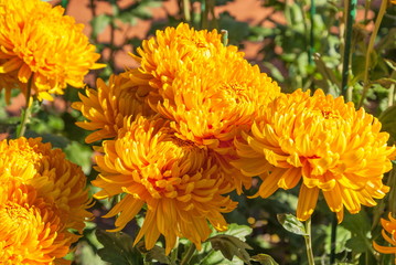 Bright orange chrysanthemums on a flowerbed in the garden