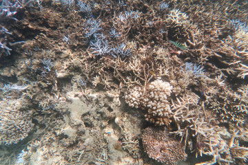 石垣島の水面下