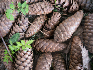 Pine tree cones laying on ground.