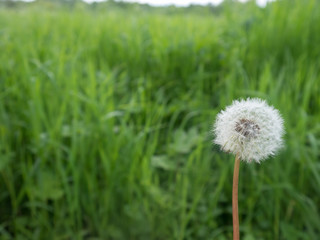 Single dandelion flower head with green backround landscape