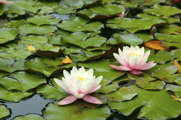 Beautiful waterlilies or lotus flowers