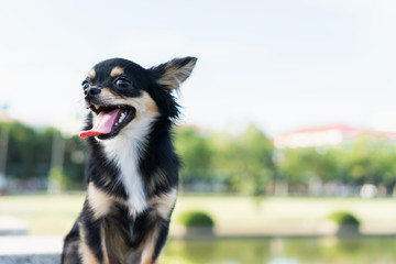 Chihuahua is resting after playing tiring.