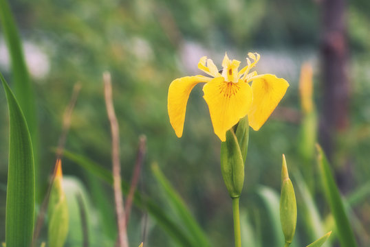 Blooming on the shore of the lake is the flower of the yellow ir