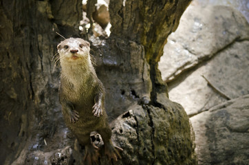 small Asian otter