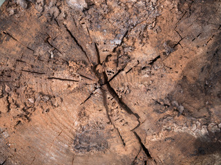 Old cracked log damaged by bark beetle background texture