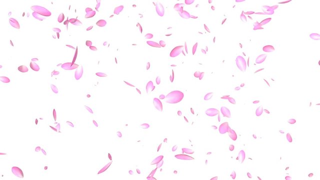 Pink Petals Flying, against white