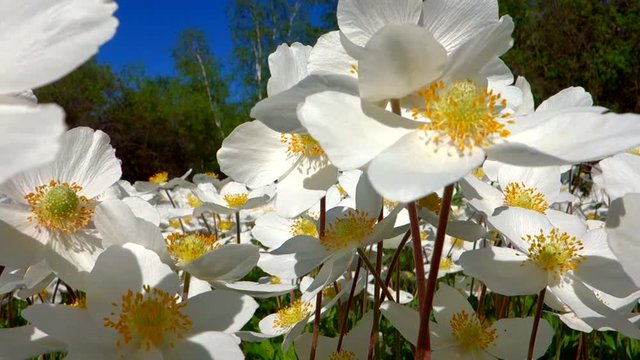 flowers b2