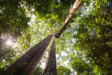 Fototapeta premium The Jungle´s Heart
