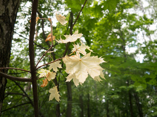 Yellow dry maple leaves in green forest