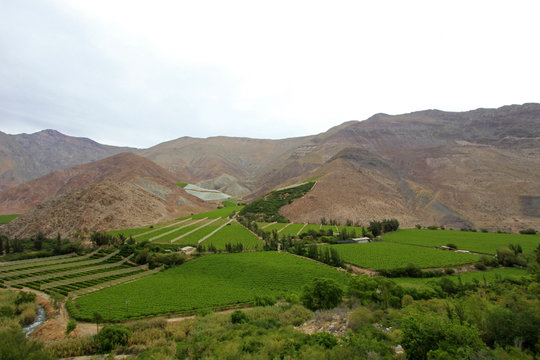 Vineyards used for Pisco in the dry Elqui Valley, Chile, South America