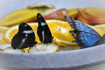 Motyle © Kasia