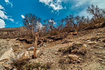 Nakied mountain trees in Himalaya mountains. Gaumukh, Gangotri, Uttarakhand, India.