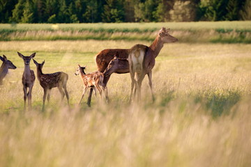 deers on a summer evening, male, female and young deer