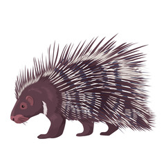 Vector Illustration Porcupine Isolated 