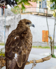 Impressive Eagle perched on a trestle