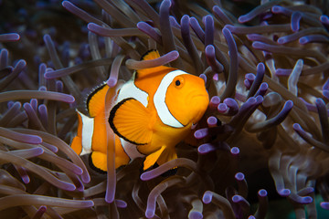 Clownfisch in Anemone