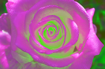 Fototapeta na wymiar Pink rose background, , fresh flower with water drops
