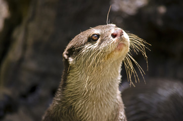 small Asian otter
