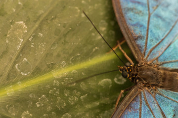 Sensational Butterly