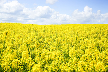 Field of colza, yellow flowers on sunny day