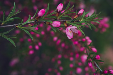 spring flowering pink almond