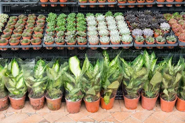 Photo sur Aluminium Fleuriste Plantes fraîches à vendre en magasin de fleurs
