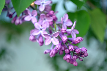 Purple Spring Flower