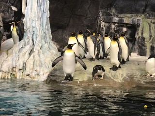 penguins in an enclosure © vincebradley