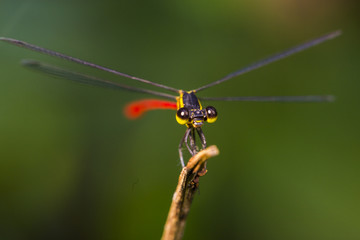 Balloon-Eyed Dragonfly