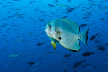 Fototapeta premium Fledermausfisch 